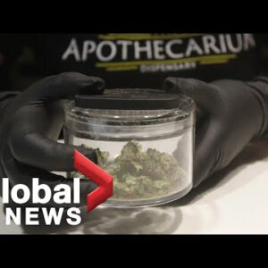 Canada’s cannabis products mechanically mislabelled, a Nova Scotia stumble on finds