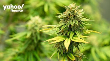 Cannabis: ‘The U.S. is a $100 billion alternative,’ Tilray CEO says