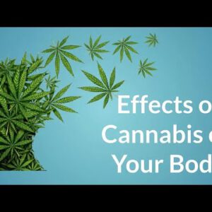 Effects of Hashish to your physique.