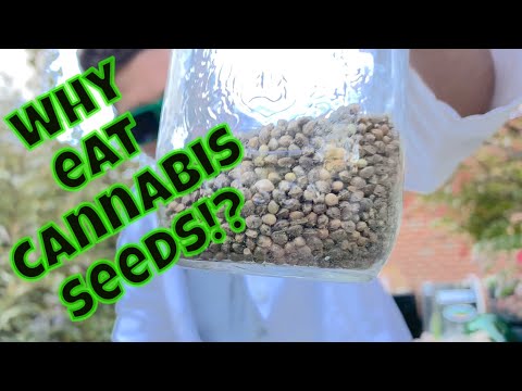 Casey catches the seed thief! And 5 successfully being advantages of eating cannabis seeds from the baked lobster
