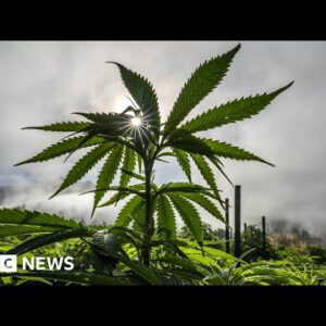 Why are US hashish growers losing earnings? – BBC Info