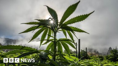 Why are US hashish growers losing earnings? – BBC Info