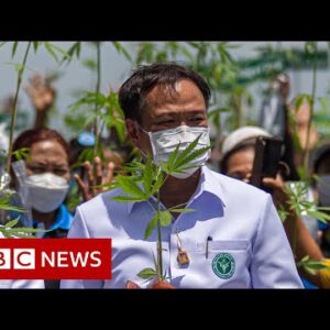 How Thailand went from war on remedy to cannabis curries – BBC Knowledge