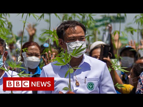 How Thailand went from war on remedy to cannabis curries – BBC Knowledge