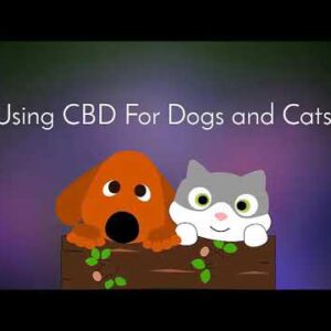 CBD Oil for Dogs Seizures