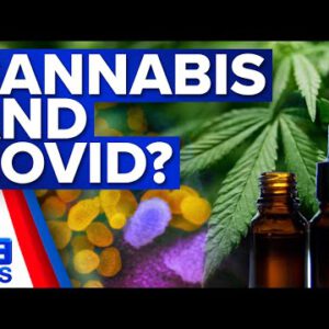 Medicinal cannabis evaluate into stopping long COVID | Coronavirus | 9 News Australia