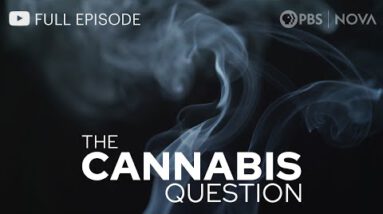 The Cannabis Request I Paunchy Documentary I NOVA I PBS