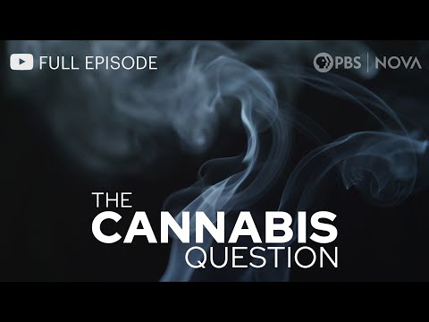 The Cannabis Request I Paunchy Documentary I NOVA I PBS