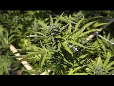 SHOULD WEED BE DECRIMINALIZED ? BBC NEWS