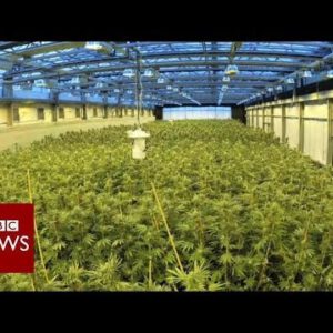 Marijuana for children: The spend of hashish to treat epilepsy – BBC News