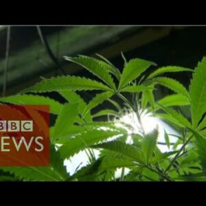 Would per chance maybe cannabis oil treatment most cancers? BBC News