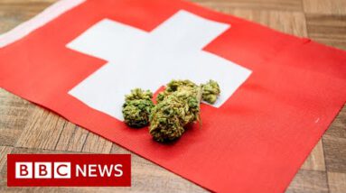 Switzerland to trial proper gross sales of cannabis – BBC News