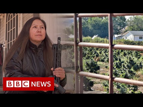 Cannabis enhance and bust on Native American land – BBC News