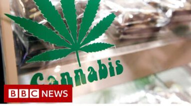 Thailand legalises cannabis rising and alternate – BBC News