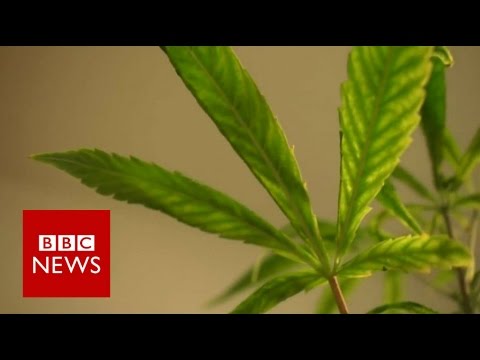 Can cannabis oil treat a piece one from epilepsy? BBC Info