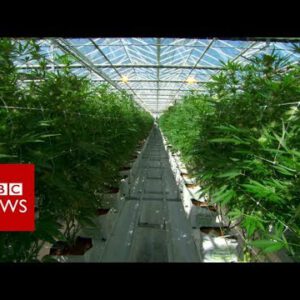 Preserve a understanding within the midst of the field’s good unswerving hashish farm – BBC Info