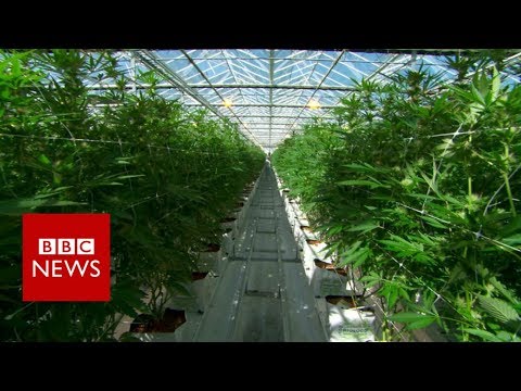 Preserve a understanding within the midst of the field’s good unswerving hashish farm – BBC Info