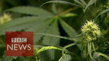 Uruguay’s radical cannabis plans – BBC News