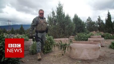 Weed wars: California county fights illegal marijuana – BBC Records