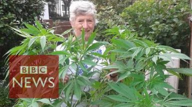 Pensioner calls BBC about unknowingly growing a 1.5m cannabis plant  – BBC News