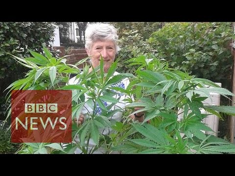 Pensioner calls BBC about unknowingly growing a 1.5m cannabis plant  – BBC News