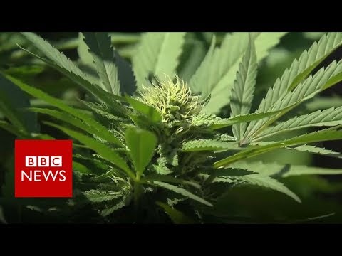 California wildfires assassinate perfect marijuana flowers – BBC Info